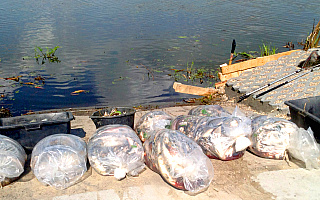 Pół tony ryb padło w jeziorze Druzno i w rzece Elbląg